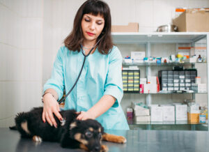 CBD For Dogs and Pets Vet Image