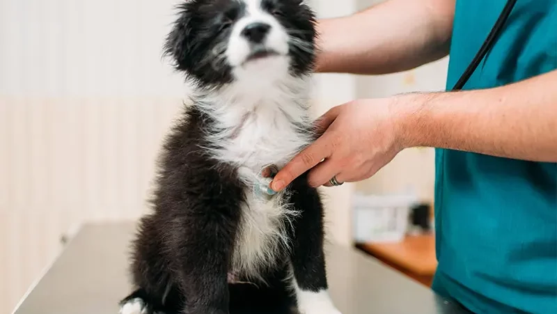 CBD For Dogs Vet Image